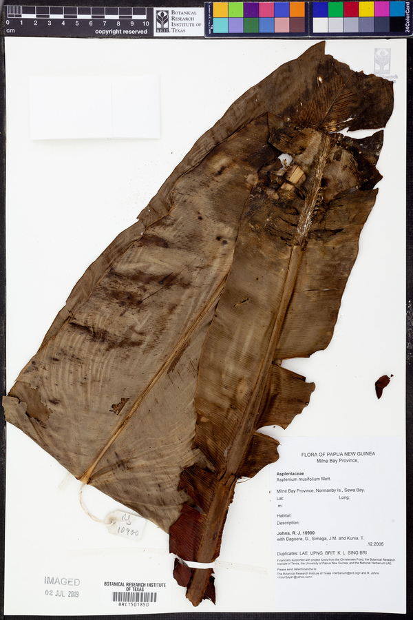 Asplenium musifolium image