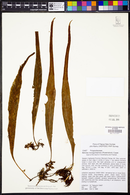Image of Lepisorus novoguineensis