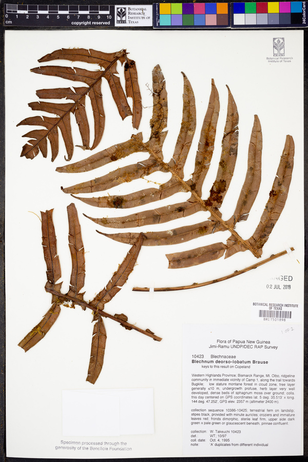 Austroblechnum keysseri image