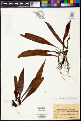 Leptochilus fluviatilis image