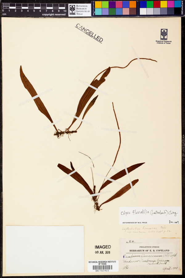 Leptochilus fluviatilis image