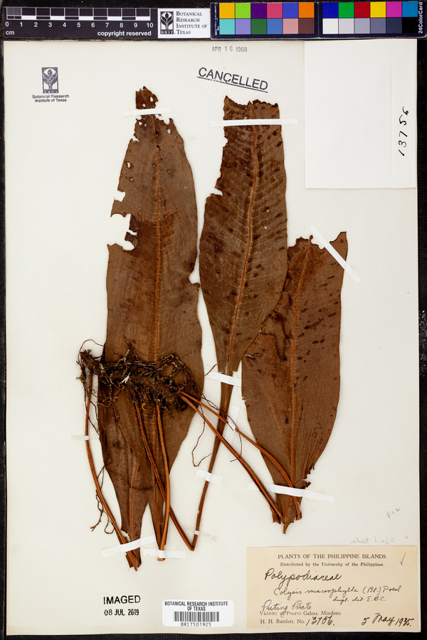 Leptochilus macrophyllus image
