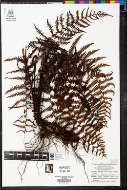 Coryphopteris andreae image