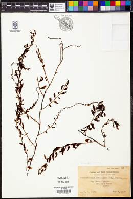 Crepidomanes auriculatum image