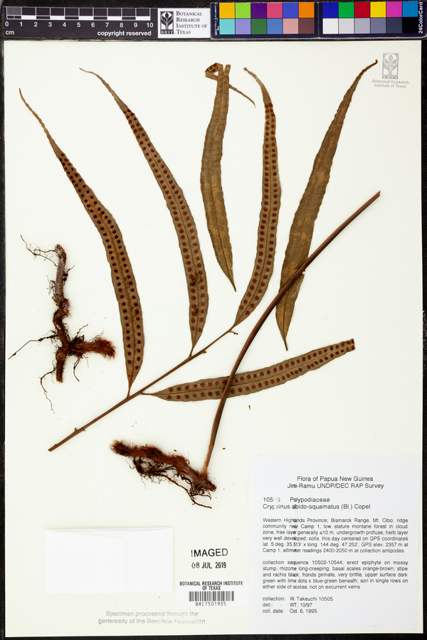 Selliguea albidosquamata image