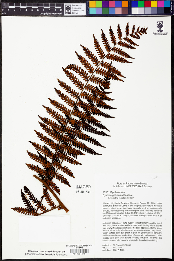 Cyathea geluensis image