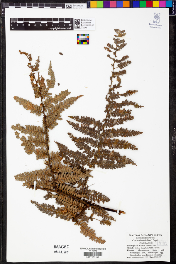 Cyathea hornei image