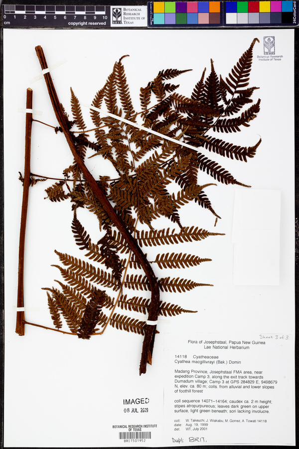 Cyathea macgillivrayi image