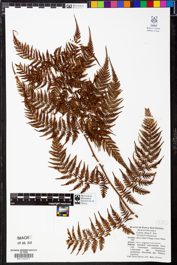 Calochlaena villosa image