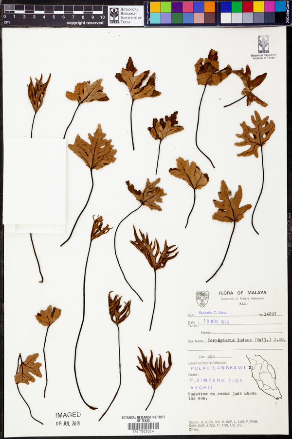 Doryopteris ludens image