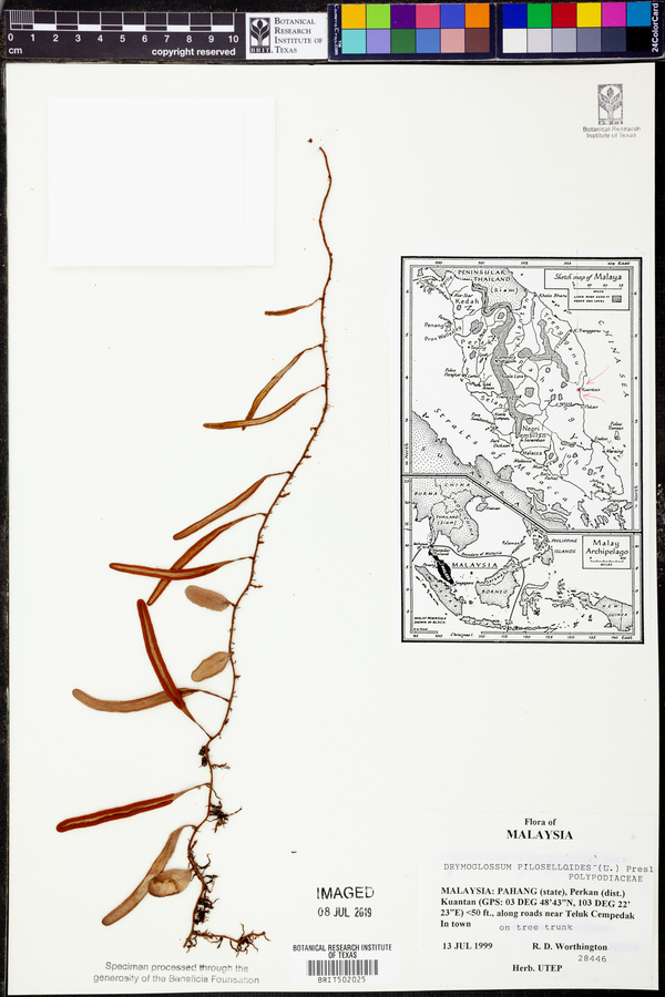 Drymoglossum image