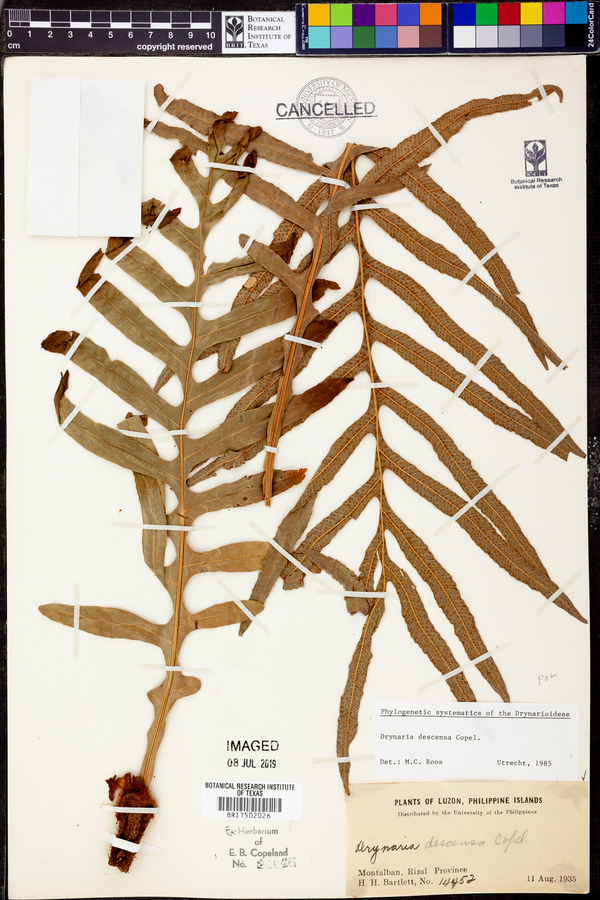 Drynaria descensa image