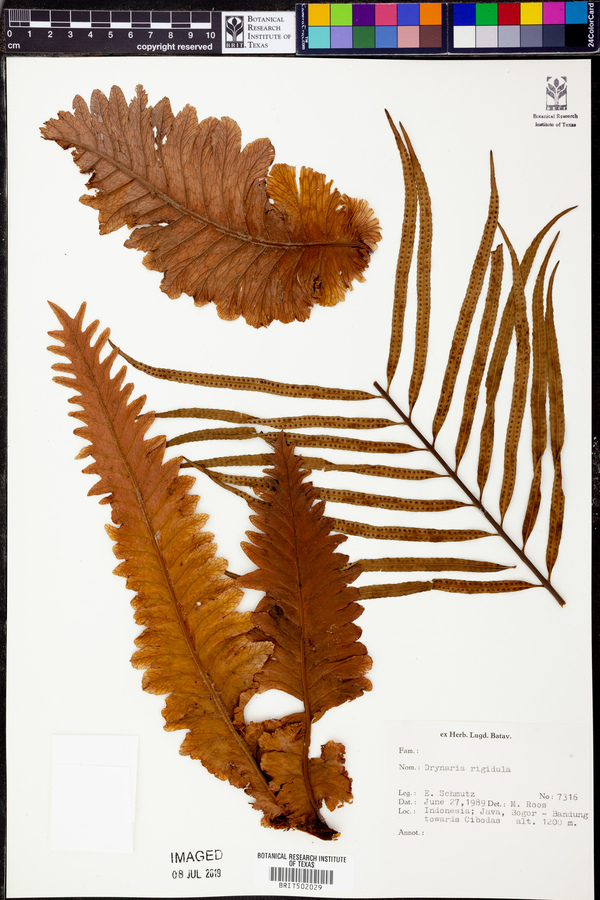 Drynaria rigidula image