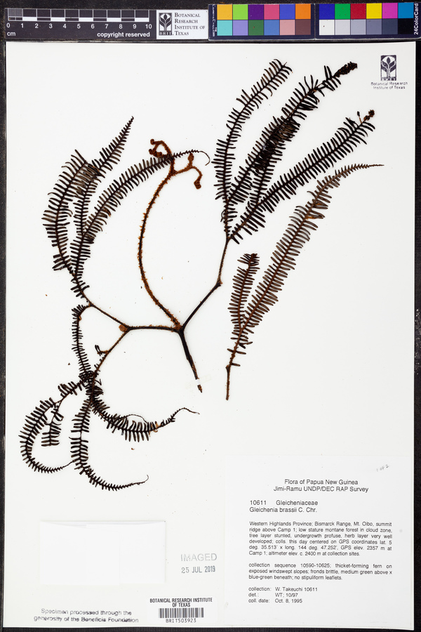 Sticherus brassii image