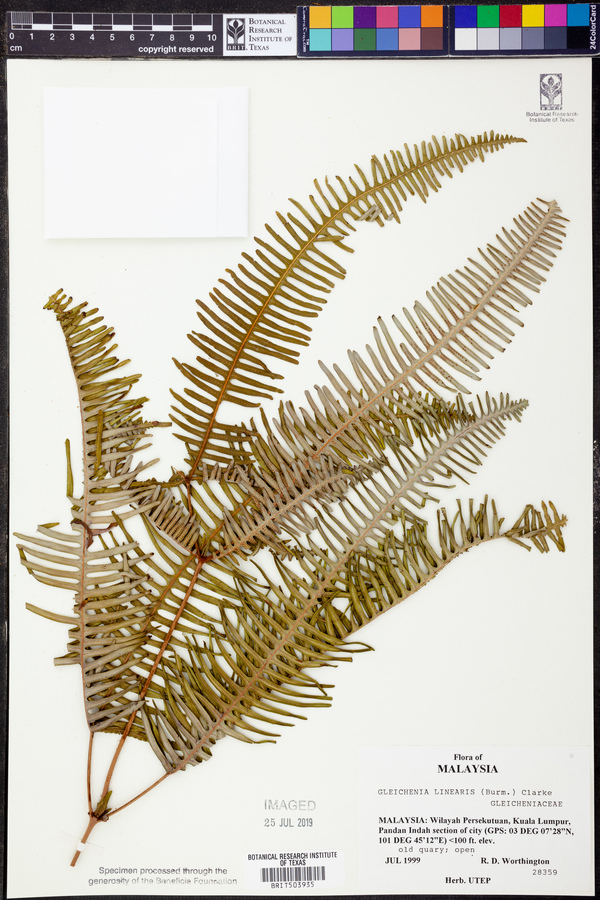 Gleichenia linearis image