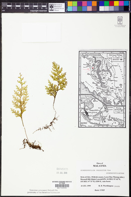 Hymenophyllum productum image
