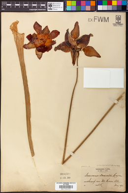 Sarracenia drummondii image