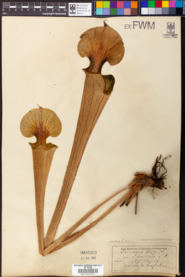 Sarracenia flava image