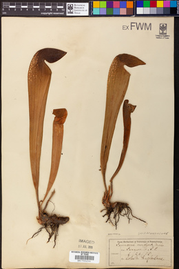 Sarracenia variolaris image