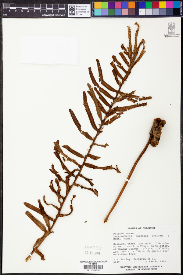 Lecanopteris sarcopus image