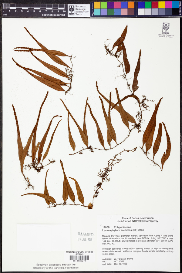 Lemmaphyllum accedens image