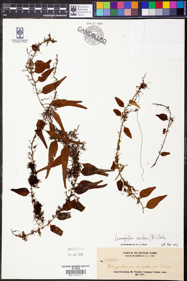Lemmaphyllum image