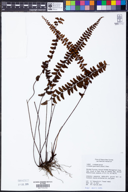 Lindsaea gueriniana image