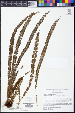 Lindsaea brevipes image