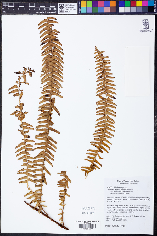 Lindsaea repens image