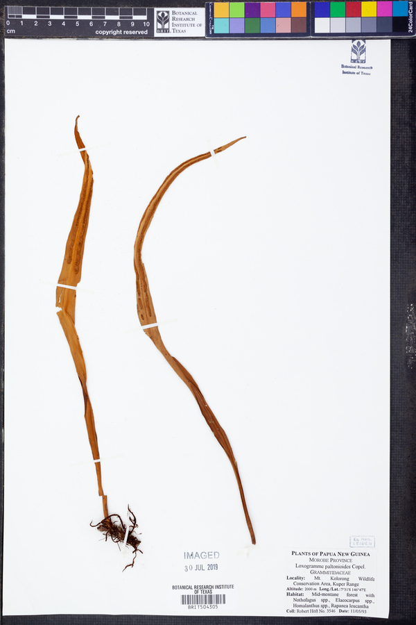 Loxogramme paltonioides image