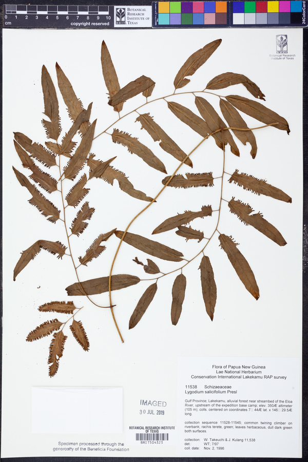 Lygodium salicifolium image