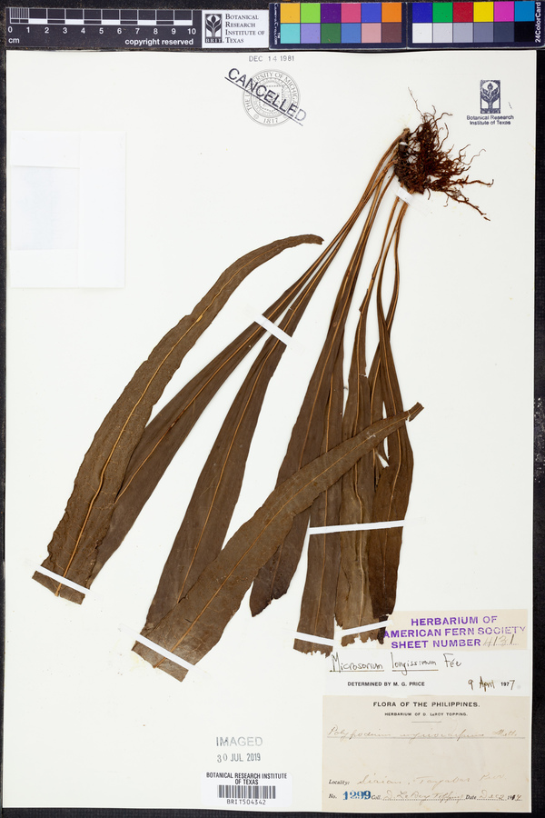 Microsorum longissimum image