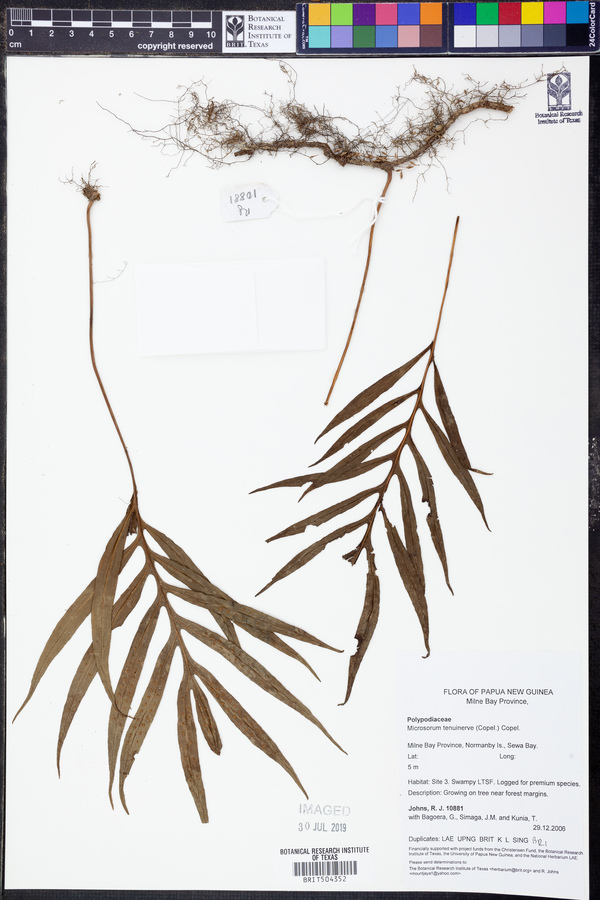 Microsorum sibomense image