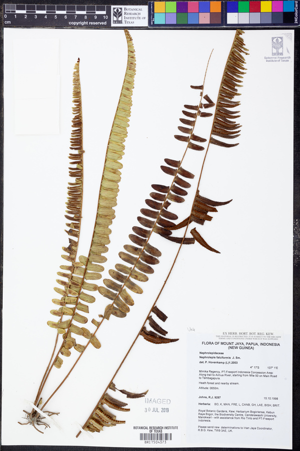 Nephrolepis falciformis image