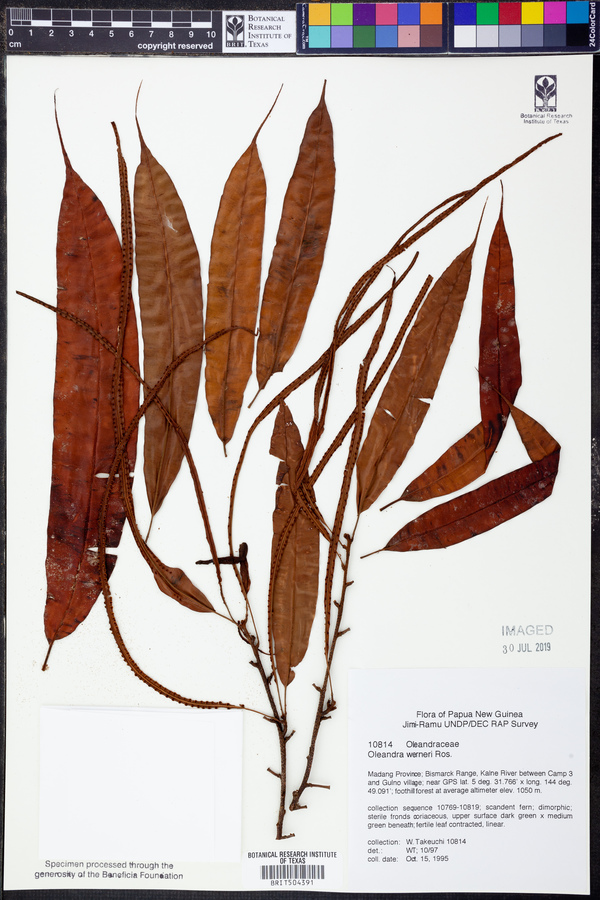 Oleandra werneri image
