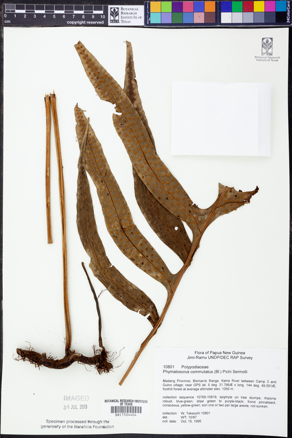 Microsorum commutatum image