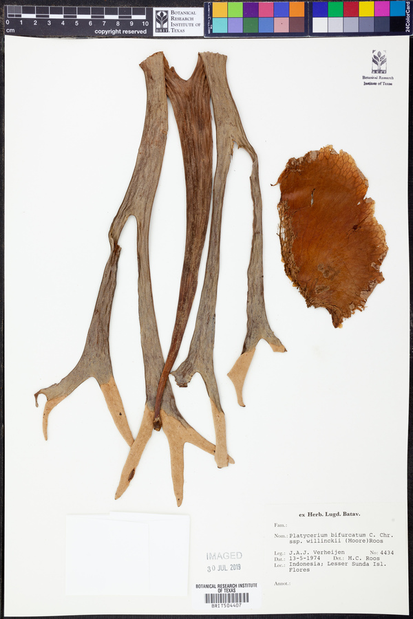 Platycerium bifurcatum subsp. willinckii image