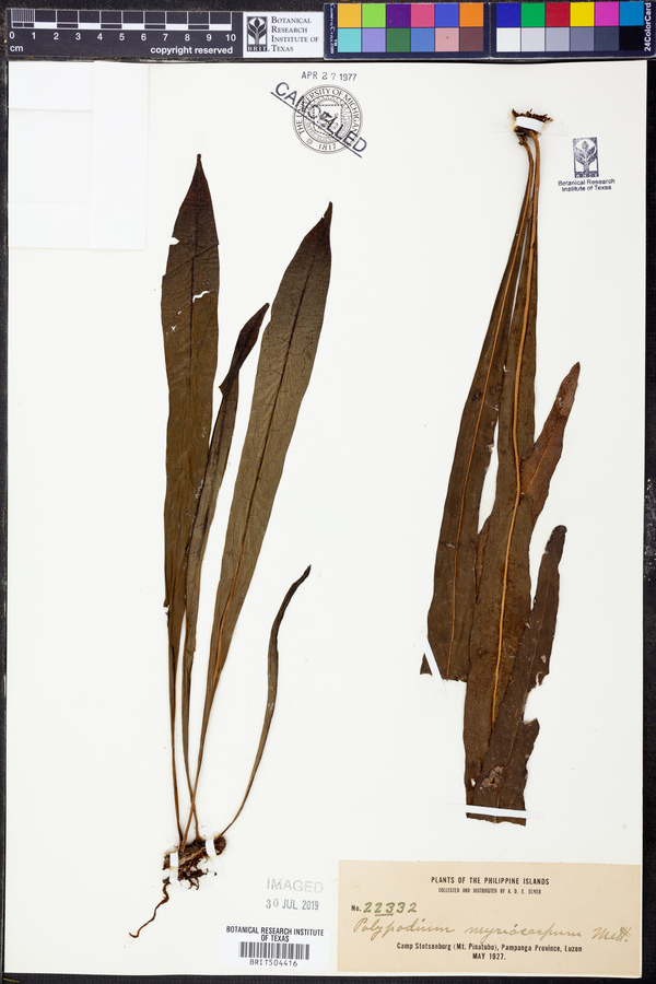 Polypodium myriocarpum image
