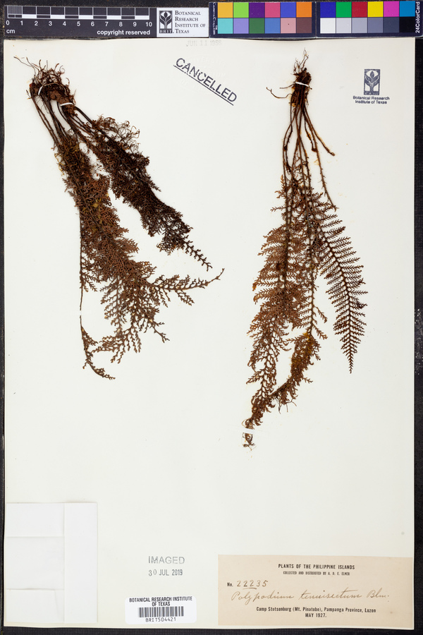Polypodium tenuisectum image