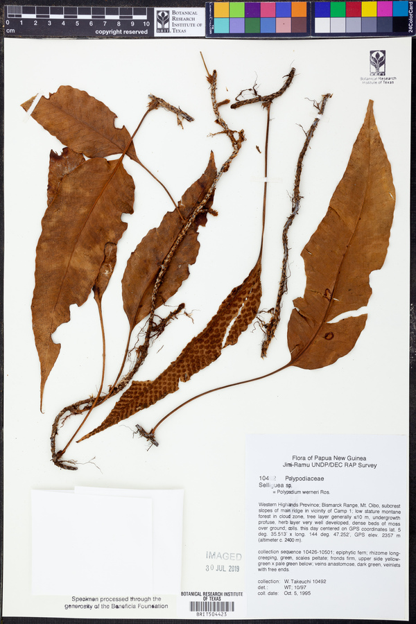Selliguea plantaginea image