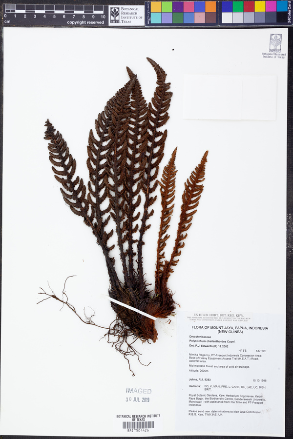 Polystichum cheilanthoides image