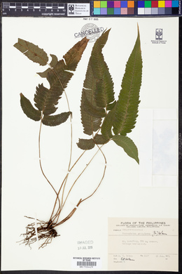 Image of Pronephrium granulosum