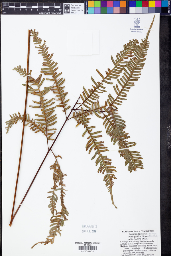 Pteris pacifica image