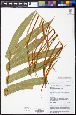Stenochlaena palustris image