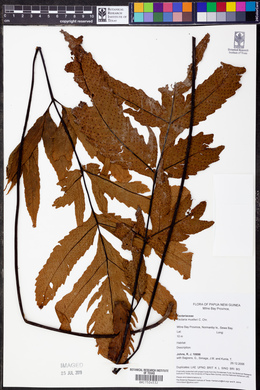 Tectaria confluens image