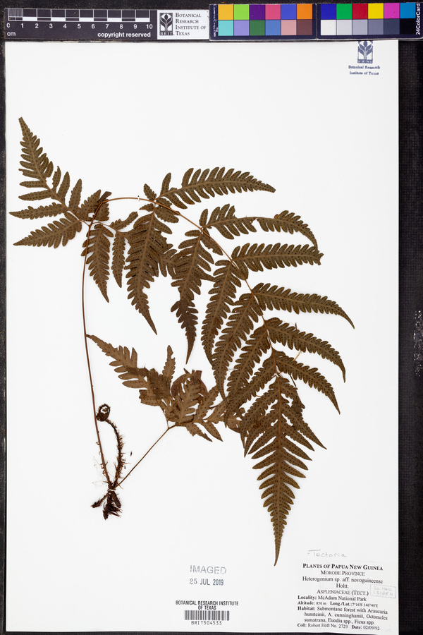 Tectaria novoguineensis image