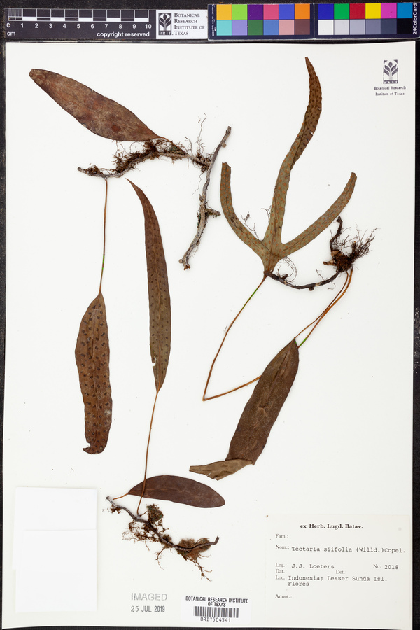 Tectaria siifolia image