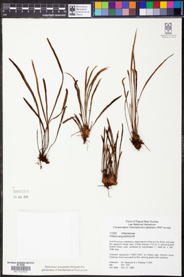 Haplopteris angustifolia image