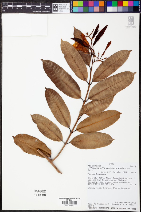 Allomarkgrafia tubiflora image