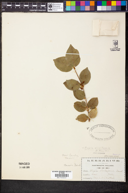 Alyxia oliviformis image